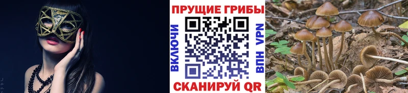 Псилоцибиновые грибы прущие грибы  hydra как войти  Березники 